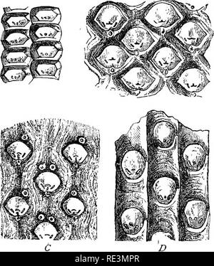 . Un manuale di botanica crittogamica. Alle crittogame. Fossile crittogame vascolari 117 sebbene il genere Sigillaria è ancora posto da alcuni scrittori tra gimnosperme, il suo vero posto è senza dubbio vicino a Lepidodendron nell'ordine Selaginellacese; la struttura dello stelo non presenta alcuna differenza importante ^ ^ da quella di Lepido- dendron, mentre la fruttificazione noto come Sigillariostrobus porta una notevole somiglianza con Lepidostrobus. I resti di varie specie di sigil- laria si verificano in enormi quantità di carbone misure ; e hanno costituito una delle forme predominanti di vegetazione o Foto Stock