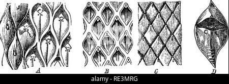 . Un manuale di botanica crittogamica. Alle crittogame. Fossile crittogame vascolari li§ Radiolarian Rhizopod, può essere massulae di Azolla. Sir W. Dawson (Boll. Chicago Acad. Sc, 1886, p. 105) si riferisce di organi di fruttificazione ob- tained dal Devoniano (=Erian) in Canada e il nord degli Stati Uniti-e precedentemente descritto, sotto il nome di Sporangites (Daw.), come sporangia di Lycopodiacese-ad un genere quasi alleate Salvinia, che egli chiama Protosalvinia ; ma in quanto essi sono sostenuti su Lepidoden- dron scale, questa spiegazione è irricevibile. Sir W. Dawson crede che la megaspores di Rhizocarpese Foto Stock