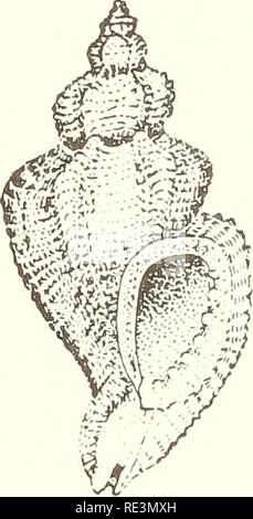 . L'eco. Molluschi. come nel Thaididae, gli intermedi sono allegate per i margini interni del lateral. Tra le cuspidi laterali e la rispettiva estremità del dente di una serie di due a otto denticles è evidente. I quattro angoli inferiori del tridimensionalmente base rettangolare del dente sono disegnati in sharp, a cuspide punti. La cuspide centrale è grande e sporge oltre il resto delle cuspidi su una stretta a moderatamente ampio, cruscotto- come struttura. Questo conferisce un becco simile o fang-come appaiono- mente a tale cuspide quando è visto dal lato (figura 17).. *** L6. Ocenebra foveol Foto Stock