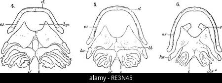 . Il tailless batrachians d'Europa. Le rane; anfibi. . Si prega di notare che queste immagini vengono estratte dalla pagina sottoposta a scansione di immagini che possono essere state migliorate digitalmente per la leggibilità - Colorazione e aspetto di queste illustrazioni potrebbero non perfettamente assomigliano al lavoro originale. Boulenger, George Albert, 1858-1937. Londra, stampati per il raggio della società Foto Stock