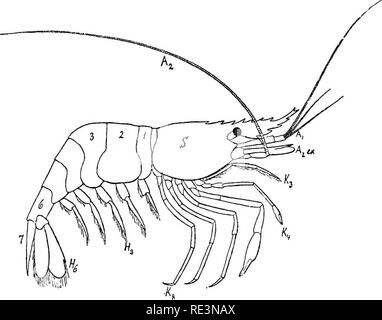 . Il libro di testo di zoologia. Zoologia. 220 Arthropoda. Classe 1. Crostacei. branchie, e lascia nuovamente in corrispondenza della sua estremità anteriore; la corrente viene mantenuta dal costante delle vibrazioni del largo piatto setose exopod della seconda maxillae. L'ultimo (sesto) coppia di gambe addominali, quando presente, forma con il terminale (settimo segmento), l'ampia pinna caudale; degli altri cinque coppie, la prima e la seconda del maschio sono, di regola, parzialmente o completamente modificato per formare copulatory organi. Lo sviluppo dell'addome, sotto altri aspetti, molto diverse nei diversi fonns.. Maiale. 182. PalcBunon. 1-7 abd Foto Stock