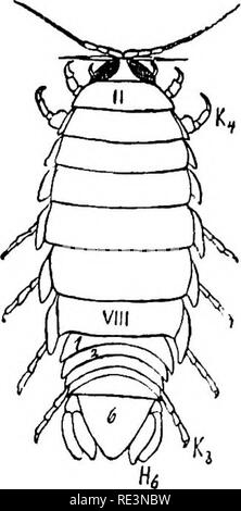 . Il libro di testo di zoologia. Zoologia. 214 Arthropoda. Classe 1. Crostacei. Ordine 4. Isopoda. Il corpo è dorso-ventrale compresso, racchiuso in un disco, spesso fragili, scheletro dermico; l'addome è breve, al massimo di sei segmenti, per l'ultimo (settima) è assente. Dei restanti segmenti del terminal uno di solito è grande : grazie alla fusione ci sembrano spesso essere meno di sei. Il carapace è assente; gli occhi (laterale) sono sessili, il exopod della seconda antenna è di solito vogliono. Il primo segmento toracico è fusa con la testa, ma i rimanenti sette sono liberi, mobili e ben sviluppare Foto Stock