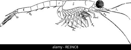 . Il libro di testo di zoologia. Zoologia. 212 Arthropoda. Classe 1. Crostacei. con una piscina ramus, il exopod, ma solo la prima coppia possiedono epipods. La prima coppia di appendici toracica è modificato per formare maxillipeds; la seconda coppia è anche diverso da tutto il resto. Le appendici addominali, con l'eccezione dell'ultima coppia (quelli della pinna caudale) sono, nelle femmine sempre, nei maschi spesso, debolmente. Fig. 173. Boreomysis megalops, uno dei Mysidse, $ . 1, 6 prima e sesta segmenti abdomina ; un^^ un prima e seconda antennee ; ex exopod dell'ultima appendice toracica ; ffj quinto abdomina Foto Stock