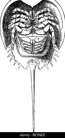 . Il libro di testo di zoologia. Zoologia. 196 Arthropoda. Classe 1. Crostacei. ma le navi speciali sono insufficienti. Una ben sviluppata di shell-ghiandola è presente. Alcuni Daphnids differiscono dal tipo usuale ora descritto, per il fatto che il carapace è volere o è solo debolmente sviluppato, che il corpo è allungato e che la toraco-arti sono aberranti in forma. Il Daphnids sono piccole (al massimo un paio di m/m. di lunghezza), trasparente gli animali e che sono per la maggior parte di acqua fresca, anche se alcune sono marine; essi si muovono attraverso l'acqua dai salti (acqua-pulci). Durante l'estate, di solito solo le femmine sono trovati, producendo partheno- geneticamente l Foto Stock