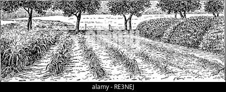 . I principi della coltura di piante; un testo per principianti in agricoltura e orticoltura. Il giardinaggio; Botanica. La pianta crescente 51 cuticola (64), il numero di stomata (65), e così via. Alcune piante, come purslane, il sedums e cactus, hanno speciali acqua-memorizzazione di tessuti, dalla quale la traspirazione è estremamente lento. Esperimenti indicano che la traspirazione dalla maggior parte delle foglie è tra un terzo e un sesto tanto quanto l'evaporazione da una pari superficie di acqua. Quando si tiene conto della immensa superficie di foglia di un grande albero, è evidente che la traspirazione aggregato deve essere molto grande, come Foto Stock