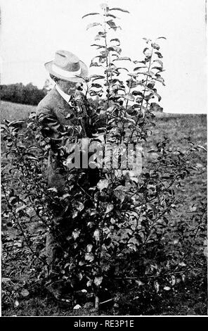 . Scuola e casa giardinaggio; un libro di testo per i giovani, con piani, suggerimenti e sussidi per gli insegnanti, dirigenti di club e gli organizzatori. Il giardinaggio; School Gardens. BEAUTIFYING MOTIVI 139 5. Cura di potatura.-CoUeQt campioni del bene e del male la potatura che illustrano l'importanza della cura di potatura (Fig. 83). Le superfici di taglio dovrebbe essere lasciato come lisci come possibile. Se una sega è sempre. - La Fig. 82-Questa due-anno-vecchio albero di mele della varietà Mcintosh inizierà a portare frutto in più di tre o quattro anni. Nota come basso i rami di fondo sono -chiamato un basso-intitolata albero.. Si prega di notare che queste immagini sono e Foto Stock