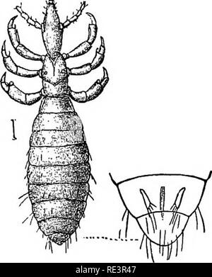 . Relazione speciale sulle malattie dei bovini . I capi di bestiame. L'ANIMALE PAKASITES DI CAPI DI BESTIAME. 501. Si prega di notare che queste immagini vengono estratte dalla pagina sottoposta a scansione di immagini che possono essere state migliorate digitalmente per la leggibilità - Colorazione e aspetto di queste illustrazioni potrebbero non perfettamente assomigliano al lavoro originale. Stati Uniti. Ufficio di presidenza di industria animale; Atkinson, V. T. (Vickers T. ), d. 1891. Washington : Govt. Stampa. Off. Foto Stock