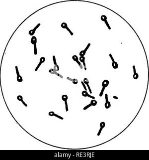 . Relazione speciale sulle malattie dei bovini . I capi di bestiame. Fig. 4 Fig. 5. Si prega di notare che queste immagini vengono estratte dalla pagina sottoposta a scansione di immagini che possono essere state migliorate digitalmente per la leggibilità - Colorazione e aspetto di queste illustrazioni potrebbero non perfettamente assomigliano al lavoro originale. Stati Uniti. Ufficio di presidenza di industria animale; Atkinson, V. T. (Vickers T. ), d. 1891. Washington : Govt. Stampa. Off. Foto Stock