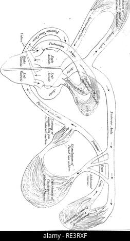 . Relazione speciale sulle malattie dei bovini . I capi di bestiame. Malattie del bestiame. Piastra VII. ^l!l#. Si prega di notare che queste immagini vengono estratte dalla pagina sottoposta a scansione di immagini che possono essere state migliorate digitalmente per la leggibilità - Colorazione e aspetto di queste illustrazioni potrebbero non perfettamente assomigliano al lavoro originale. Stati Uniti. Ufficio di presidenza di industria animale; Atkinson, V. T. (Vickers T. ), d. 1891. Washington : Govt. Stampa. Off. Foto Stock