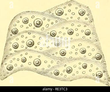 . Echinoidea. Ricci di mare. Â ^i*?Â°. Fig. 5- Fia;. 6. 9. Tromikosoma Koehleri n. g., n. sp. PI. XI Figg, 2, 13. PI. XII. Figg. 22, 31, 41. PI. XIV. Figg. 12, 16, 19, 21, 23, 25, 28, 30. Di questa specie che abbiamo solo un grande campione, 180â"¢ in diametro, da st. 36 (61' 50' N lat. 56Â° 21' W. L. 1435 braccia temperatura inferiore 2Â°), il Stretto di Davis. Purtroppo è molto mal conservate, in modo che la descrizione non può essere completa e non figura può essere data dell'animale intero. Tanti personaggi possono tuttavia essere distinto nell'animale prima di ns, che generi e specie ca Foto Stock