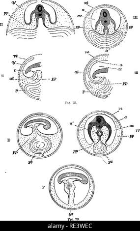 . Un libro di testo di fisiologia animale, con capitoli introduttivi sulla biologia generale e un trattamento completo di riproduzione ... Fisiologia, comparativo. . Si prega di notare che queste immagini vengono estratte dalla pagina sottoposta a scansione di immagini che possono essere state migliorate digitalmente per la leggibilità - Colorazione e aspetto di queste illustrazioni potrebbero non perfettamente assomigliano al lavoro originale. Mulini, Wesley, 1847-1915. New York, D. Appleton Foto Stock