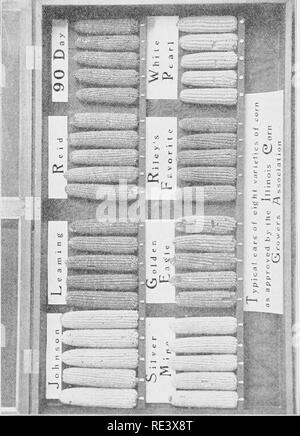. Pratico la cultura di mais, scritto specialmente per la cinghia di mais agricoltori. Il mais. . Si prega di notare che queste immagini vengono estratte dalla pagina sottoposta a scansione di immagini che possono essere state migliorate digitalmente per la leggibilità - Colorazione e aspetto di queste illustrazioni potrebbero non perfettamente assomigliano al lavoro originale. Ainsworth, William Thomas, 1858-; Ainsworth, Ralph Mitchell, 1885- joint autore. Mason City, Ill. , W. T. Ainsworth &AMP; figli Foto Stock