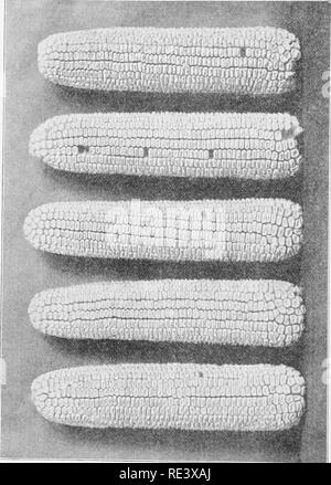 . Pratico la cultura di mais, scritto specialmente per la cinghia di mais agricoltori. Il mais. . Si prega di notare che queste immagini vengono estratte dalla pagina sottoposta a scansione di immagini che possono essere state migliorate digitalmente per la leggibilità - Colorazione e aspetto di queste illustrazioni potrebbero non perfettamente assomigliano al lavoro originale. Ainsworth, William Thomas, 1858-; Ainsworth, Ralph Mitchell, 1885- joint autore. Mason City, Ill. , W. T. Ainsworth &AMP; figli Foto Stock