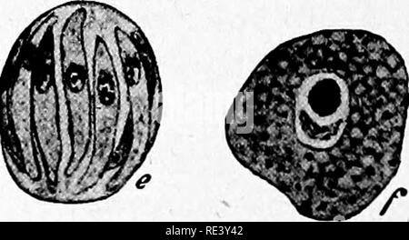 . Microrganismi patogeni. Un libro di testo di microbiologia per medici e studenti di medicina. (Basato su Williams' batteriologia). Batteriologia; batteri patogeni. . Si prega di notare che queste immagini vengono estratte dalla pagina sottoposta a scansione di immagini che possono essere state migliorate digitalmente per la leggibilità - Colorazione e aspetto di queste illustrazioni potrebbero non perfettamente assomigliano al lavoro originale. MacNeal, Ward J. , 1881-1946; Williams, Herbert Upham, 1866-. Philadelphia, P. Blakiston figlio di &AMP; Co. Foto Stock