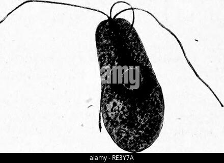 . Microrganismi patogeni. Un libro di testo di microbiologia per medici e studenti di medicina. (Basato su Williams' batteriologia). Batteriologia; batteri patogeni. . Si prega di notare che queste immagini vengono estratte dalla pagina sottoposta a scansione di immagini che possono essere state migliorate digitalmente per la leggibilità - Colorazione e aspetto di queste illustrazioni potrebbero non perfettamente assomigliano al lavoro originale. MacNeal, Ward J. , 1881-1946; Williams, Herbert Upham, 1866-. Philadelphia, P. Blakiston figlio di &AMP; Co. Foto Stock