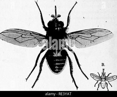 . Microrganismi patogeni. Un libro di testo di microbiologia per medici e studenti di medicina. (Basato su Williams' batteriologia). Batteriologia; batteri patogeni. 404 specifici microrganismi flagello. Il nucleo si trova vicino al centro della cella. Esso è di forma ovale o piuttosto irregolare nel delineare e di solito occupa la wliole larghezza della cella. Vicino al blunt estremità posteriore della cella è a. Maiale. 162.-Glossinamorsitans. ^4, ingrandita. (Dopo Doflein.) B, schizzo mostra dimensione naturale. (Da Doflein dopo Blanchard.) granulo sferico, il blepharoplast. Vicino a questo flagello proviene e Foto Stock