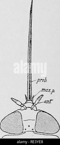 . Entomologia per ufficiali medici. Pesti di insetto; insetti come vettori della malattia. oceJJi callo.^y^^'^^ : labium }me. La Fio. i.-Clu;jsoiis.. Fig. 43.-Panjojiia.. Si prega di notare che queste immagini vengono estratte dalla pagina sottoposta a scansione di immagini che possono essere state migliorate digitalmente per la leggibilità - Colorazione e aspetto di queste illustrazioni potrebbero non perfettamente assomigliano al lavoro originale. Alcock, A. (Alfred), 1859-1933. Londra, Gurney &AMP; Jackson Foto Stock