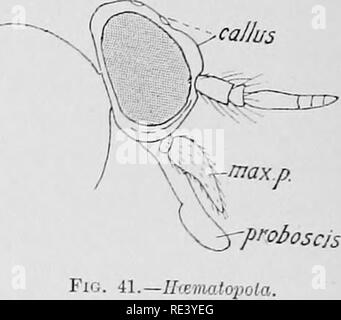 . Entomologia per ufficiali medici. Pesti di insetto; insetti come vettori della malattia. La Fio. iO.-Tahcuiiis. Fig. ii.-Hcematopota. Si prega di notare che queste immagini vengono estratte dalla pagina sottoposta a scansione di immagini che possono essere state migliorate digitalmente per la leggibilità - Colorazione e aspetto di queste illustrazioni potrebbero non perfettamente assomigliano al lavoro originale. Alcock, A. (Alfred), 1859-1933. Londra, Gurney &AMP; Jackson Foto Stock