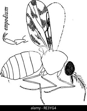 . Entomologia per ufficiali medici. Pesti di insetto; insetti come vettori della malattia. 122 entomologia per ufficiali medici ciuffi di (cephalothoracic), respirazione-fili invece di respiro- ing-trombe. Il larvs acquatici di alcuni Chironomidce  sono rapace. La maggior parte del sangue-succhiando i chironomidi appartengono ai generi Ceratopogonine Culicide, Latreille (con cui, secondo Williston, (Ecacta, Poey, è sinonimo) e Johannseniella, Williston (= Ceratolophus, Kieffer). La specie di Culicoides (Fig. 28) si trovano in tutte le parti del mondo e che le femmine bite durante il giorno e la sera, un Foto Stock