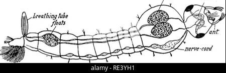 . Entomologia per ufficiali medici. Pesti di insetto; insetti come vettori della malattia. Ordine ditteri: NEMATOCERA, ecc. 61 al di sopra, e il corpo più dal lato, assomiglia a una zanzara Culex larva (i) essendo pigmentato; (2) aventi sulla superficie dorsale del ottavo segmento addominale un lungo respiro-tubo attraverso il quale le trachee pass ; e (3) in generale a forma di testa. La testa è tuttavia caratterizzato dall'impostazione più stretta delle antenne e dalla presenza sul clypeus di una matita sporgente di lunghe setole rigide invece di una coppia di bocca-spazzole. Sotto altri aspetti la larva concorda // Foto Stock