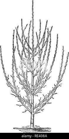 . Il giardino di frutta. Frutta-cultura; alberi da frutto. 364 IL GIARDINO DI FRUTTA pera (a condizione che il legno non è congelato) possono essere potate durante tutta la stagione invernale fino a marzo. Quando la potatura in inverno i o 2 millimetri di legno deve essere lasciato al di sopra della " occhio " o bud, al fine di evitare il prosciugamento di quest'ultimo. PvRAMiD Pear Tree con quattro serie di rami di alberi vecchi e quelli che non sono vigorosa, deve prima essere potata, mentre il giovane e vigorosa alberi, al contrario, sono potati più tardi e non tagliare in modo duro. Una buona percentuale di germogli è mantenuta. Sullo stesso albero un ramo debole è lasciato a lungo, un Foto Stock