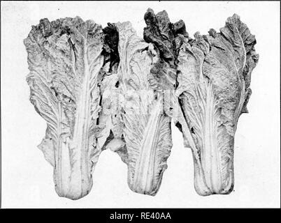 . Forzatura vegetali. La forzatura (piante); giardinaggio di vegetale. Verdure VARIE 361. Fig. 127.-cavoli cinesi che, con un pò di irrigazione abbondante dopo la fine di tale periodo, dovrebbe impedire la rottura delle punte delle foglie. Secondo esperimenti effettuati dalla Hepler presso la University of Wisconsin, 12 a 16 settimane sono necessari per far crescere il cavolo cinese di taglia commerciabile. È possibile che ceppi particolari di questo interessante impianto insalata potrebbe essere sviluppato che prosperano ben al di sotto del vetro. Il problema è che il pe Tsai non è mai stato abituato a verde- case nella vecchia Cina. Il crescione Crescione acquatico (NAS Foto Stock