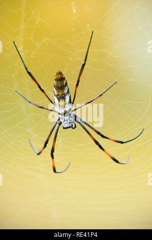 Golden orb-web spider (Nephila madagascariensis), Madagascar, Africa Foto Stock