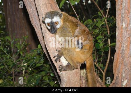 Red-Fronted lemure marrone (il Eulemur Rufus) e giovani, Perinet Riserva Naturale, Madagascar, Africa Foto Stock