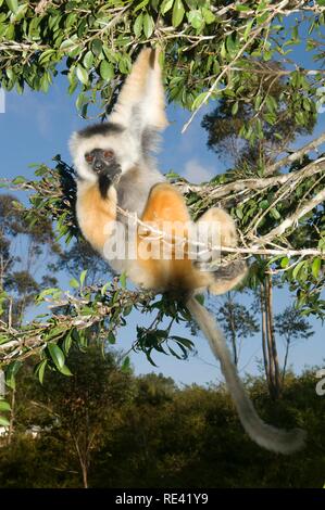 Diademed Sifaka (Propithecus diadema) appeso a un albero, in via di estinzione, UICN 2008, Perinet Riserva Naturale, Madagascar, Africa Foto Stock