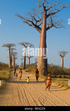 Vicolo del baobab (Adansonia grandidieri), Morondava, Madagascar, Africa Foto Stock