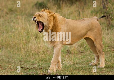 Leone ruggente (Panthera leo), il Masai Mara, Kenya, Africa orientale Foto Stock