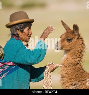 Donna boliviana la formazione di un giovane llama (Lama glama), San Juan, Potosi, Bolivia, Sud America Foto Stock