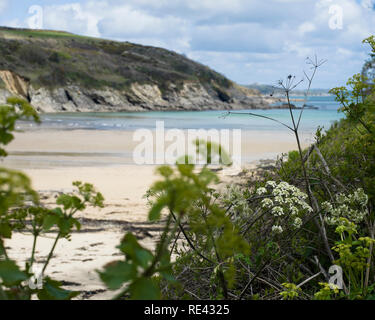 Mucca Prezzemolo a Maenporth, Falmouth, Cornwall Foto Stock