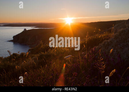 The summer sun sets over flora on Rinsey Head near Penzance Foto Stock