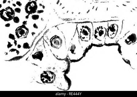 . Il pratico della malaria e altri parassiti del sangue. La malaria; zanzare; Trypanosoma; sangue. riG - 3. &Gt; '. Si prega di notare che queste immagini vengono estratte dalla pagina sottoposta a scansione di immagini che possono essere state migliorate digitalmente per la leggibilità - Colorazione e aspetto di queste illustrazioni potrebbero non perfettamente assomigliano al lavoro originale. Stephens, John William Watson, 1865-; Christophers, S. R. (Samuel Rickard), 1873-; Liverpool Scuola di Medicina Tropicale. Londra, Pub. per l'Univ. premere di Liverpool da Williams &AMP; Norgate Foto Stock