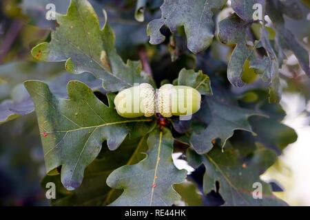 Ghiande che cresce su un albero di quercia (Quercus) Foto Stock