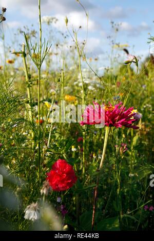 Prato con molti fiori selvatici in piena fioritura Foto Stock