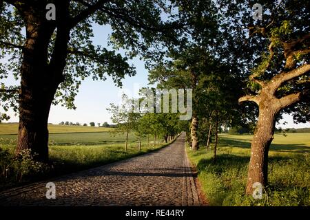 Strada di campagna, avenue, parte della Deutsche Alleenstrasse tedesco Avenue Road, tra Granitz e Putbus, Ruegen isola Foto Stock