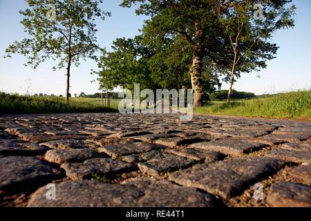 Strada di campagna, avenue, parte della Deutsche Alleenstrasse tedesco Avenue Road, tra Granitz e Putbus, Ruegen isola Foto Stock