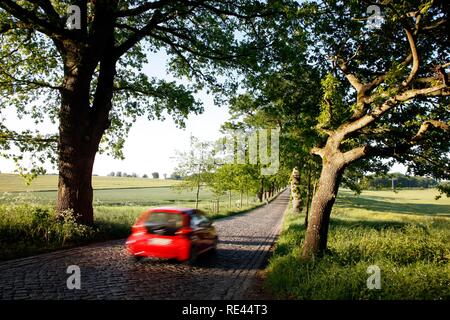 Strada di campagna, avenue, parte della Deutsche Alleenstrasse tedesco Avenue Road, tra Granitz e Putbus, Ruegen isola Foto Stock