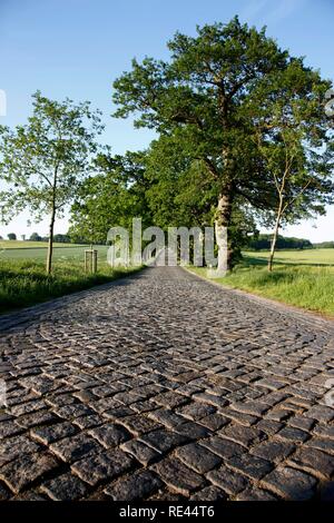 Strada di campagna, avenue, parte della Deutsche Alleenstrasse tedesco Avenue Road, tra Granitz e Putbus, Ruegen isola Foto Stock