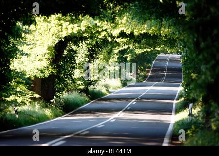 Strada di campagna, avenue, parte della Deutsche Alleenstrasse tedesco Avenue Road, tra Granitz e Putbus, Ruegen isola Foto Stock