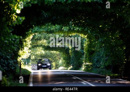 Strada di campagna, avenue, parte della Deutsche Alleenstrasse tedesco Avenue Road, tra Granitz e Putbus, Ruegen isola Foto Stock