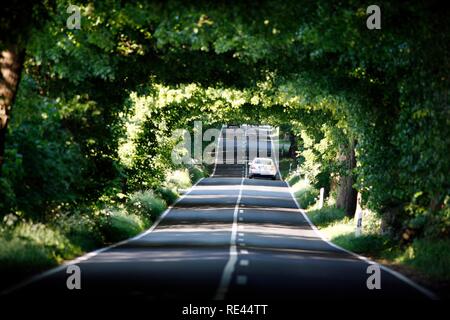 Strada di campagna, avenue, parte della Deutsche Alleenstrasse tedesco Avenue Road, tra Granitz e Putbus, Ruegen isola Foto Stock