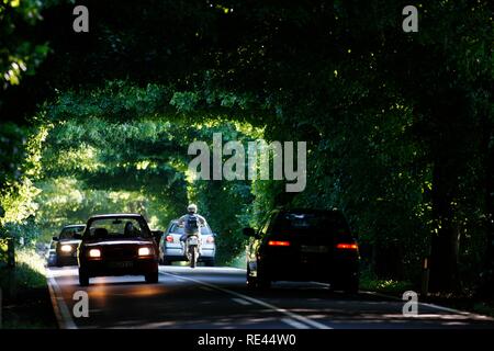 Strada di campagna, avenue, parte della Deutsche Alleenstrasse tedesco Avenue Road, tra Granitz e Putbus, Ruegen isola Foto Stock