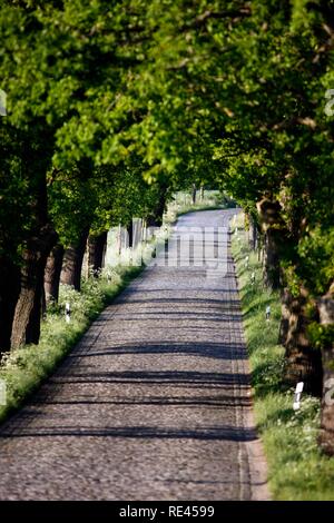 Strada di campagna, avenue, parte della Deutsche Alleenstrasse tedesco Avenue Road, tra Granitz e Putbus, Ruegen isola Foto Stock