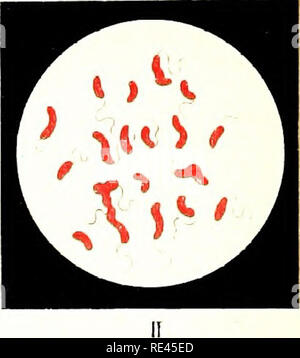 . Atlas e principi di batteriologia e libro di testo di speciali diagnosi batteriologica. Batteriologia. . Si prega di notare che queste immagini vengono estratte dalla pagina sottoposta a scansione di immagini che possono essere state migliorate digitalmente per la leggibilità - Colorazione e aspetto di queste illustrazioni potrebbero non perfettamente assomigliano al lavoro originale. Lehmann, K. B. (Karl Bernhard), 1858-1940; Neumann, Rudolf Otto, 1868- joint autore; Weaver, George H. (George Howitt), b. 1866 ed. Di Philadelphia e a Londra, W. B. Saunders &AMP; l'azienda Foto Stock