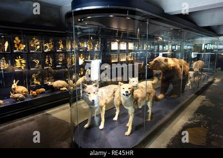 Il nuovo museo Ruhrmuseum, inaugurato nel mese di gennaio 2010, Capitale della Cultura anno, nell'ex del carbone di impianto di lavaggio delle Zeche Foto Stock