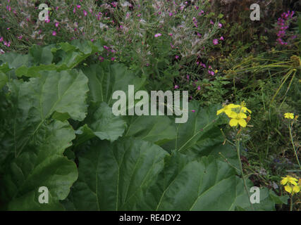Foglie di rabarbaro in giardino Rheum rhabarbarum / Rheum x hybridum rosebay willowherb, Chamaenerion angustifolium Foto Stock