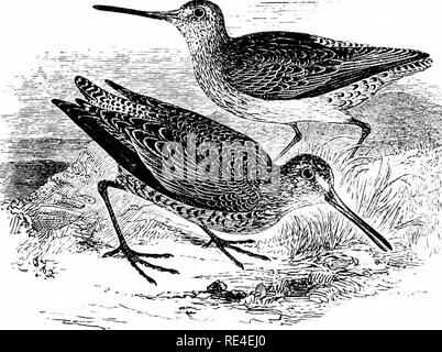 . Un manuale illustrato di uccelli britannico. Gli uccelli. CHARADRIID^,. 621. Il Red-breasted Snipe. MacrorhAmphus GRfsEUS (J. F. Gmelin). Il banale nome di questa specie americane è alquanto unfortu- nate per il bird non appartiene alla sottofamiglia Scolopacinas, ma al Totaninae, tra cui ora si trova il suo giusto posto. La sua presenza in Gran Bretagna è stato notato prima di Montagu, che hanno descritto e figurato-sotto il nome di Brown beccaccino-un uccello che è stato ucciso nel Devon nel mese di ottobre di un anno precedente al 1802, e ora al British Museum. Due o tre più esemplari sono detto di essere stato procurare Foto Stock